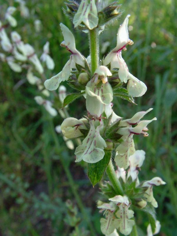 Stachys recta